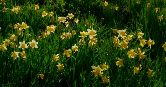 Daffodil'S On Riverbank; Spring Daffodils; Farndale, North Yorkshire