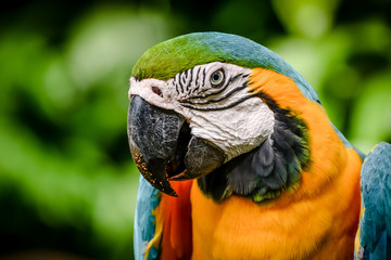 Looking Parrot