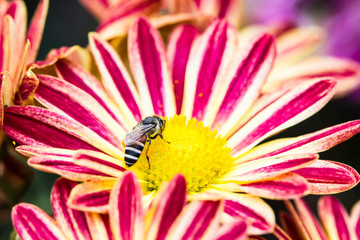 Close up bees searching for nectar from pollen of flowers in morning garden. The bees are insects to pollinate the flowers.