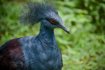 The Red Eye