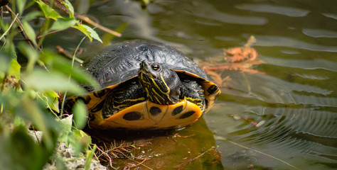Fototapeta premium Pond Slider Turtle