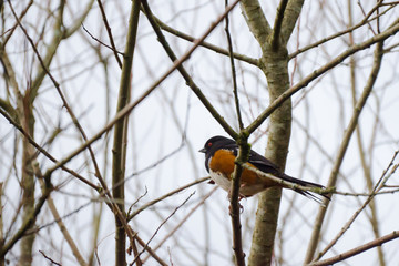 Naklejka premium Spotted towhee in tree