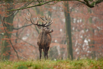 Red deer (Cervus elaphus)