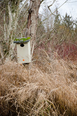 Large birdhouse in wetlands