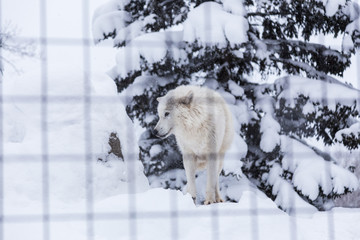white wolf dog standing in snow in his cage at a zoo in Hokkaido, Japan