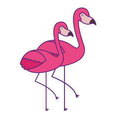 two pink flamingo bird exotic image vector illustration