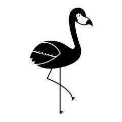 flamingo bird exotic animal image vector illustration pictogram design