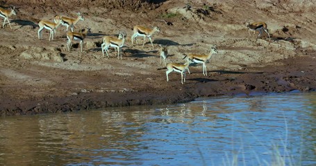 Thomson'S Gazelles On Bank Of Mara River; Maasai Mara 6th March 2017; Maasai Mara, Kenya, Africa