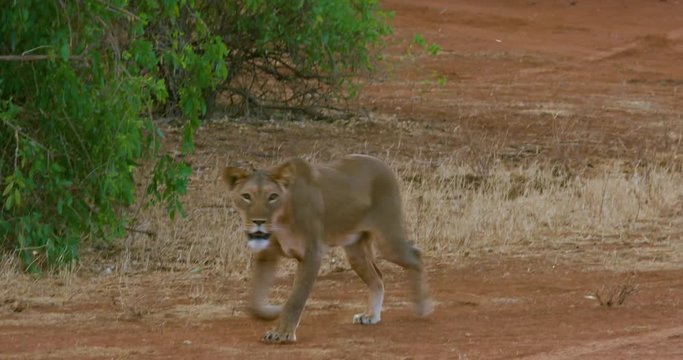 Lion, Lioness & Cubs On Track; Samburu 14 October 2016 Pm; Samburu, Kenya, Africa