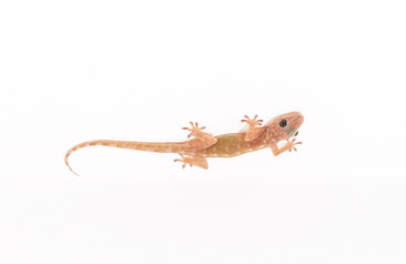 Naklejka premium Tokay gecko, Gekko on white ceiling