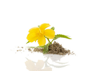 Damiana flower and damiana dried leaves.