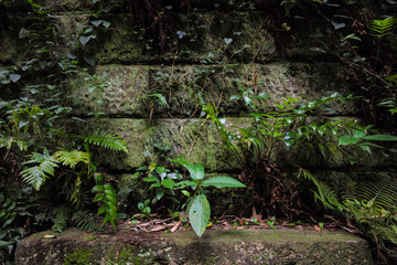 Fototapeta premium Stone Texture