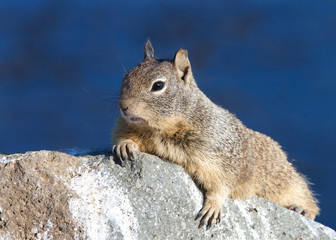 Naklejka na ściany i meble Ground squirrel laying on a rock, paws holding rock, looking to right. The ground squirrels are members of the squirrel family of rodents which generally live on or in the ground, rather than trees.