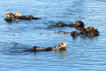 Fototapeta premium California Sea Otters grooming and playing in shallow ocean waters close to shore. Sea otters spend much of their time grooming. When eating, sea otters roll in the water frequently.