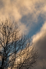 Naklejka premium trees on a cloudy day at dawn