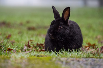 black rabbit sitting on the grass in the morning fog looking left
