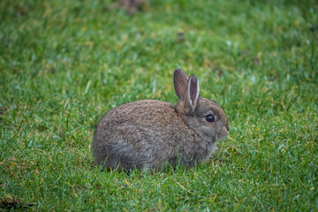 Naklejka na ściany i meble cute little bunny resting on the grass on a foggy morning