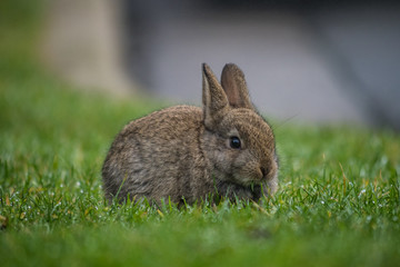 cute little bunny eating grasses on the ground on a foggy morning