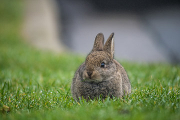 cute little bunny resting on the grass on a foggy morning