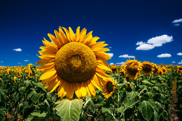 Obraz premium Sunflowers, Nobby, Queensland
