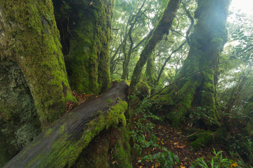 In the Australian rainforest