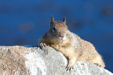 Naklejka na ściany i meble Ground squirrel laying on a rock, paws holding rock, looking at viewer. The ground squirrels are members of the squirrel family of rodents which generally live on or in the ground, rather than trees.