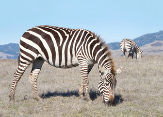 zebras, adults and baby walking eating in drought parched wilderness. Zebras are generally social animals that live in small harems to large herds and have never been truly domesticated.