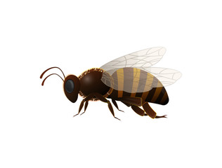 Striped honey bee side view isolated icon on white background. Insect symbol for natural, healthy and organic food production vector illustration in cartoon style