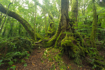 In the Australian rainforest