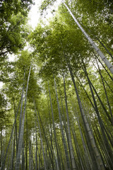 Fototapeta na wymiar A bamboo grove