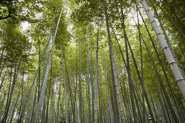 Fototapeta premium A bamboo grove