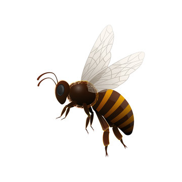 Striped flying honey bee side view isolated icon on white background. Insect symbol for natural, healthy and organic food production vector illustration in cartoon style
