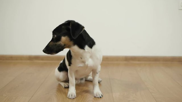 Cute Jack Russell Terrier sitting on floor in room