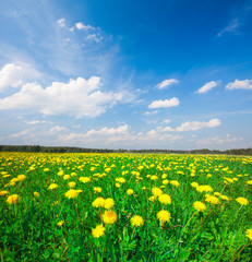 Yellow flowers field under blue cloudy sky