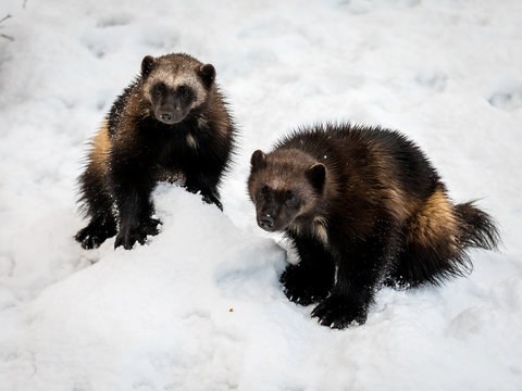 Two Wolverines, Gulo Gulo, With Snow And White Background