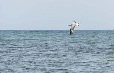 Audouin’s Gull, Larus audouinii, in flight. It is an endangered gull restricted to the Mediterranean and the western coast of Saharan Africa. Photo taken in Santa Pola, Alicante, Spain.