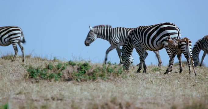 Burchell'S Zebra & Foal; Maasai Mara 4th September 2016; Maasai Mara, Kenya, Africa