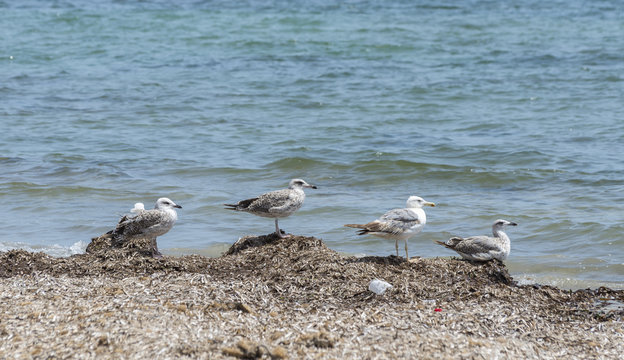 Group of Yellow-legged Gull, Larus michahellis, in a beach of Santa Pola, Alicante, Spain, by the Mediterranean Sea