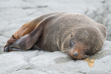 Fototapeta premium Lazy Seal after a night drinking 