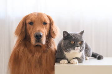 Golden retriever and British short hair cat