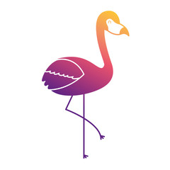 pink flamingo bird exotic image vector illustration