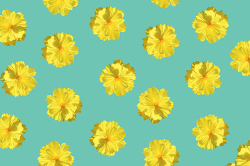 Yellow flower pattern isolated in blue background. Starship flower (Sulfur Cosmos) nature background. Summer fresh tropical flower background.