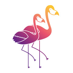 two pink flamingo bird exotic image vector illustration