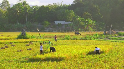 Harvesting Rice From Fields; Langogan To Port Barton; Roxas, Palawan & Philippines