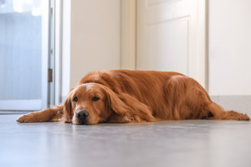 Golden Retriever to lie on the ground