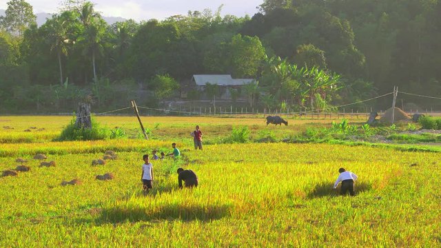 Harvesting Rice From Fields; Langogan To Port Barton; Roxas, Palawan & Philippines