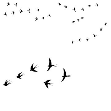 birds on a white background
