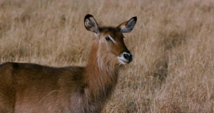 Female Waterbuck Chewing The Cud; Maasai Mara 3rd September; Maasai Mara, Kenya, Africa
