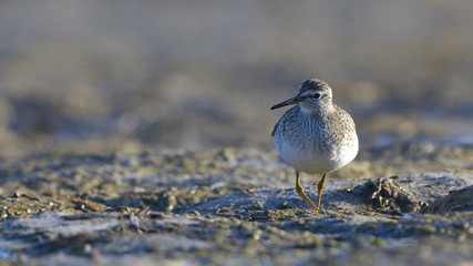 Wood sandpiper (Tringa glareola)