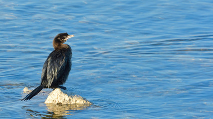 Pygmy cormorant (Microcarbo pygmeus)